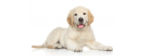 Pet care 520 Products at the Best Prices to Buy on Selfpharma